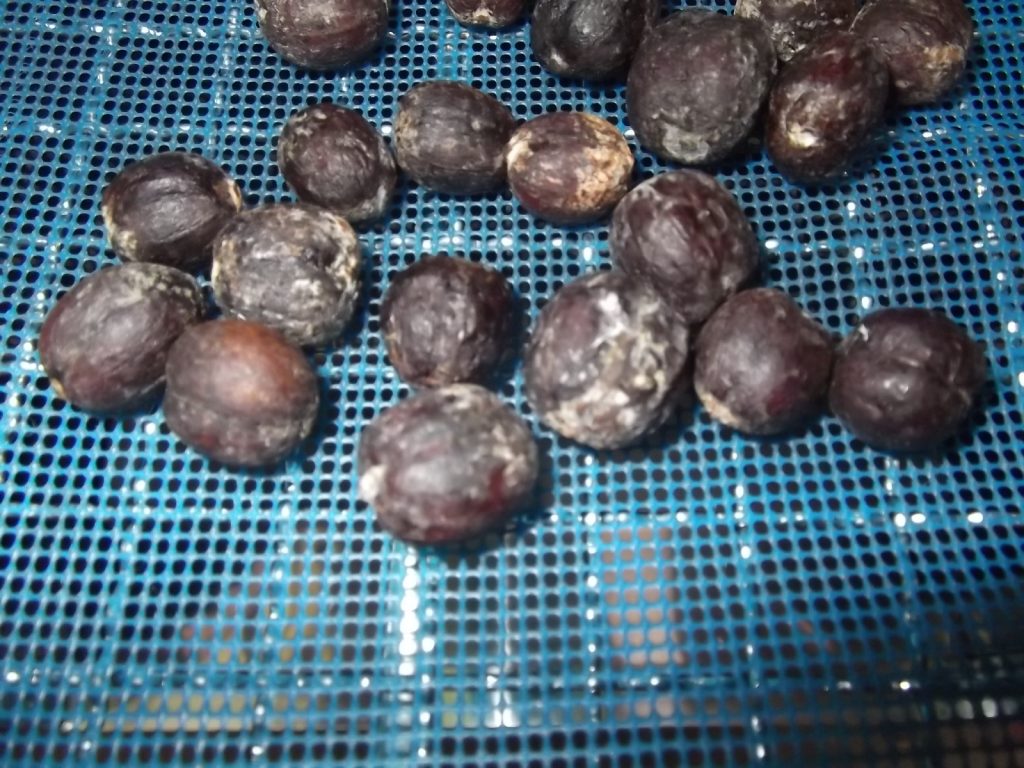 農産品　インドネシア産コーヒー豆の低温乾燥テスト
