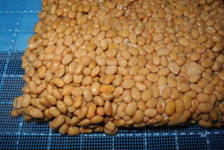 発酵食品　納豆の低温乾燥テスト